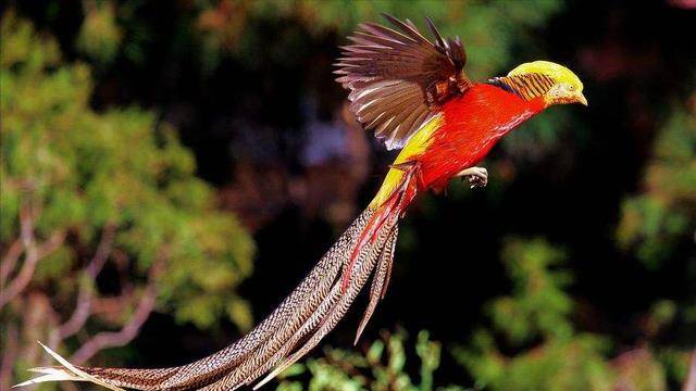 原创山西农民深山放羊发现金凤凰定时投喂4年后却有意外收获