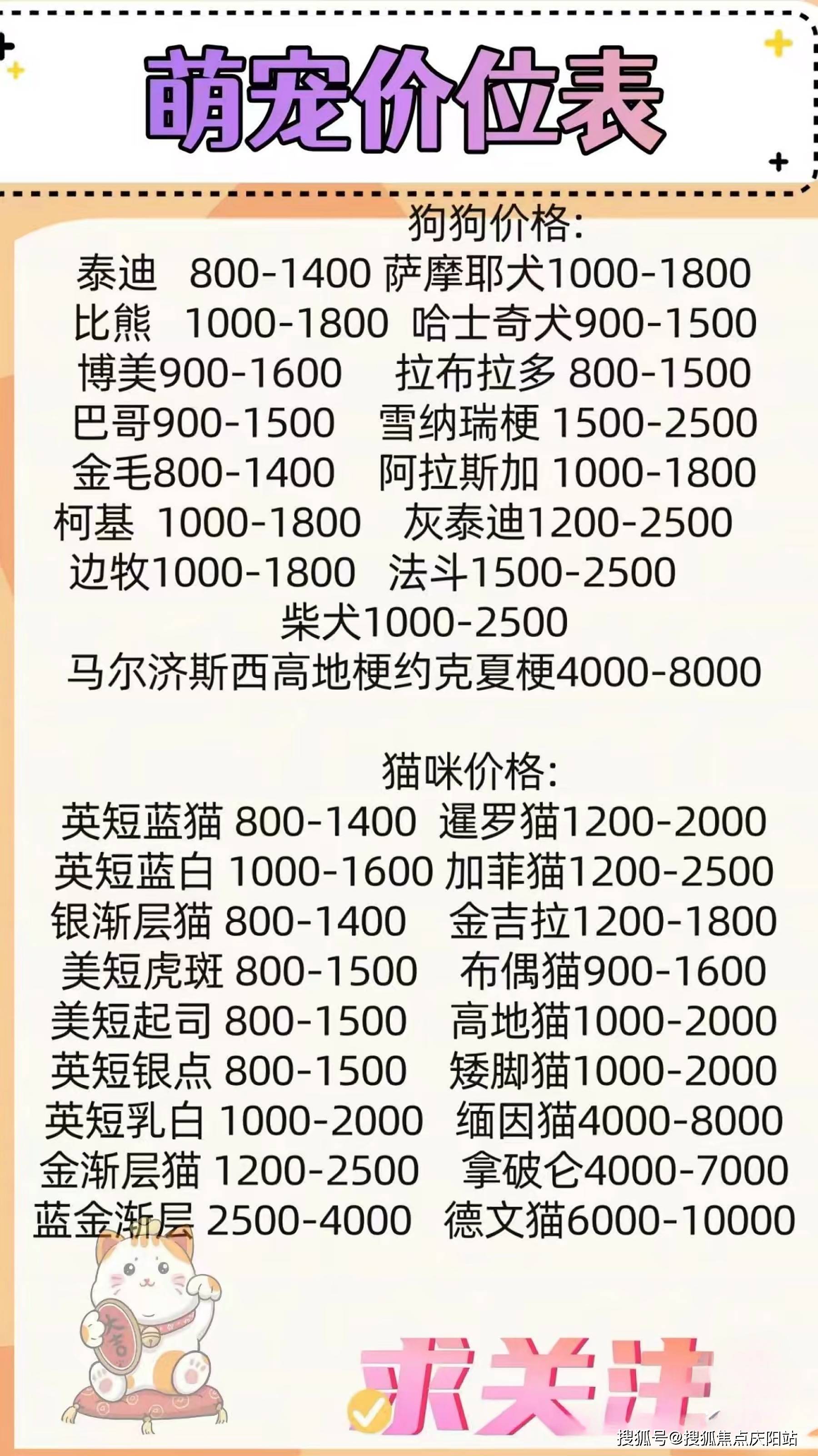 苏州买布偶首页网站丨苏州市姑苏区哪里有布偶猫卖