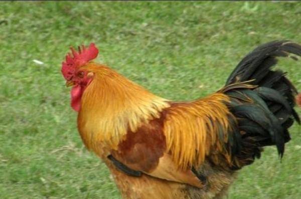 原创美国命硬无头鸡活了18个月主人还带它全国巡演后来怎样