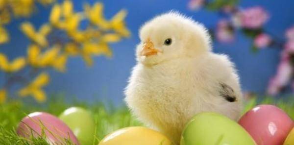 原创美国命硬无头鸡活了18个月主人还带它全国巡演后来怎样