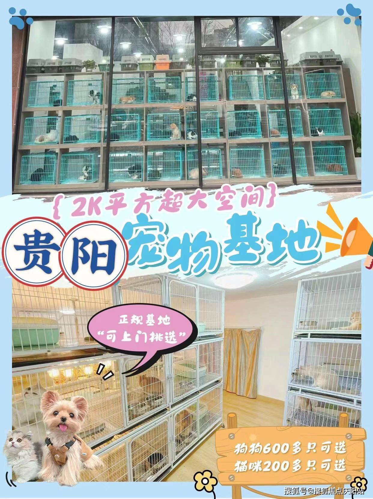 贵阳观山湖区买金毛幼犬首页网站贵阳市观山湖区金毛幼犬哪里买比较