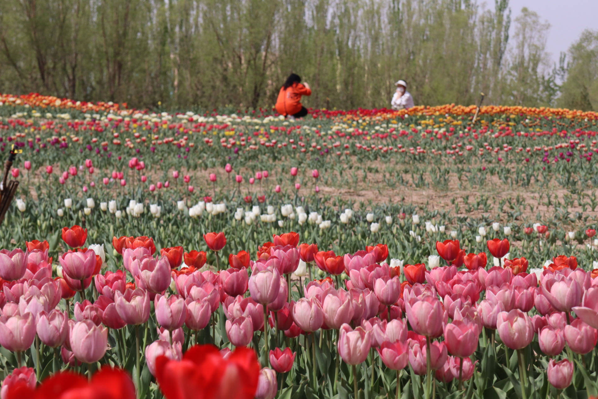 城市资讯|4月18日—5月1日快来游园赏花 银川花博园超1万平方米郁金香
