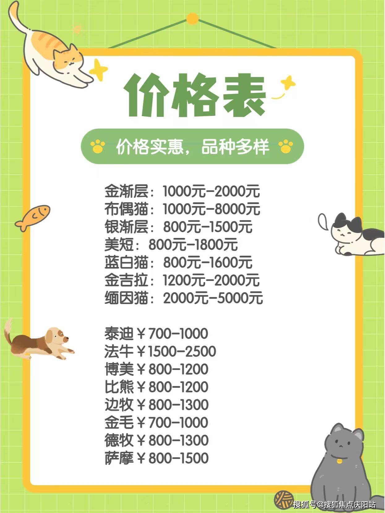 狸花猫当金渐层卖图片