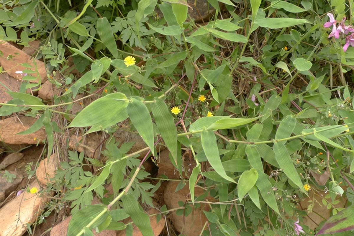 我见到的山东本土野生植物
