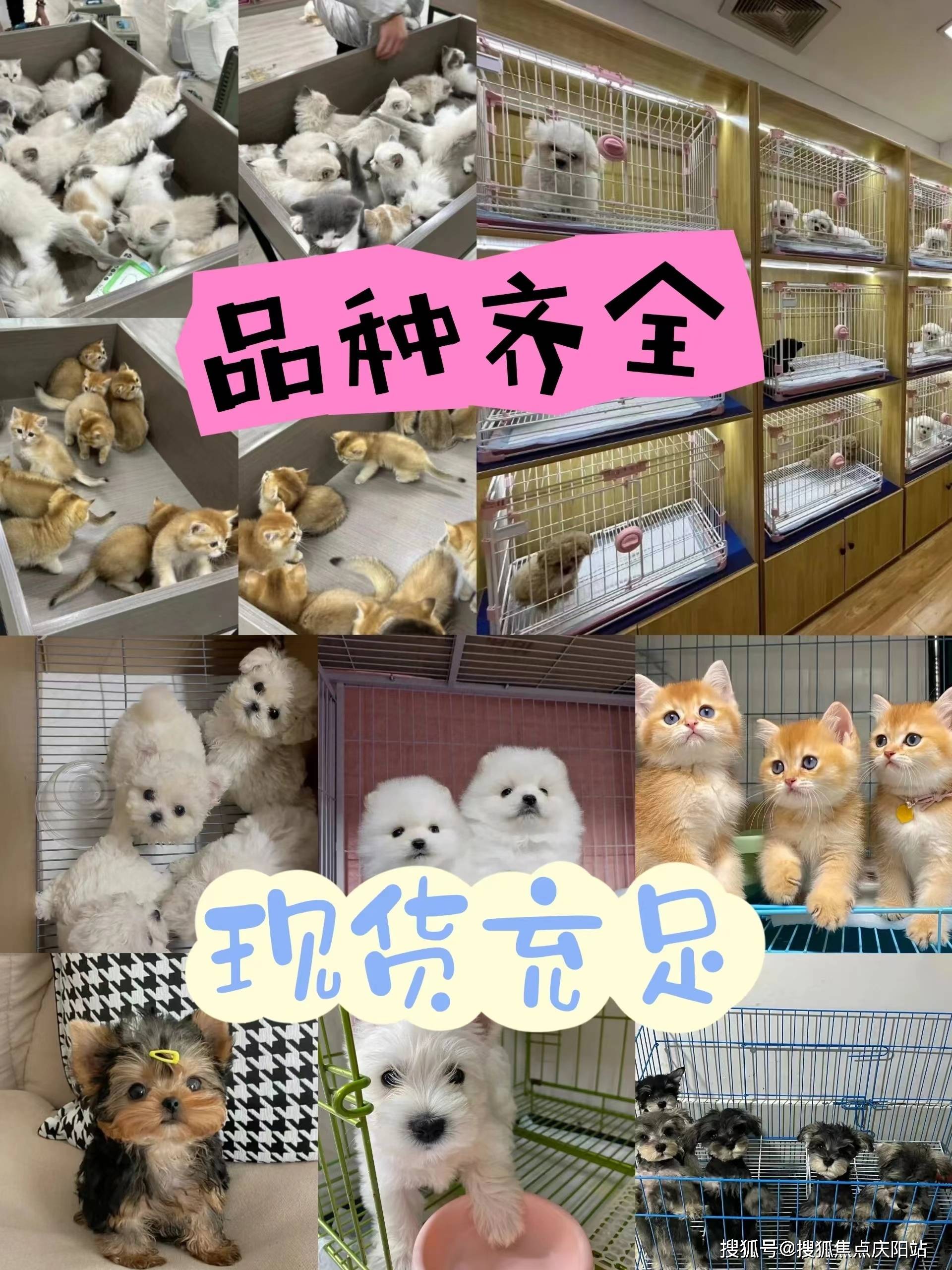 拉布拉多狗狗首页网站丨厦门思明区哪里有正规卖拉布拉多狗狗的宠物店