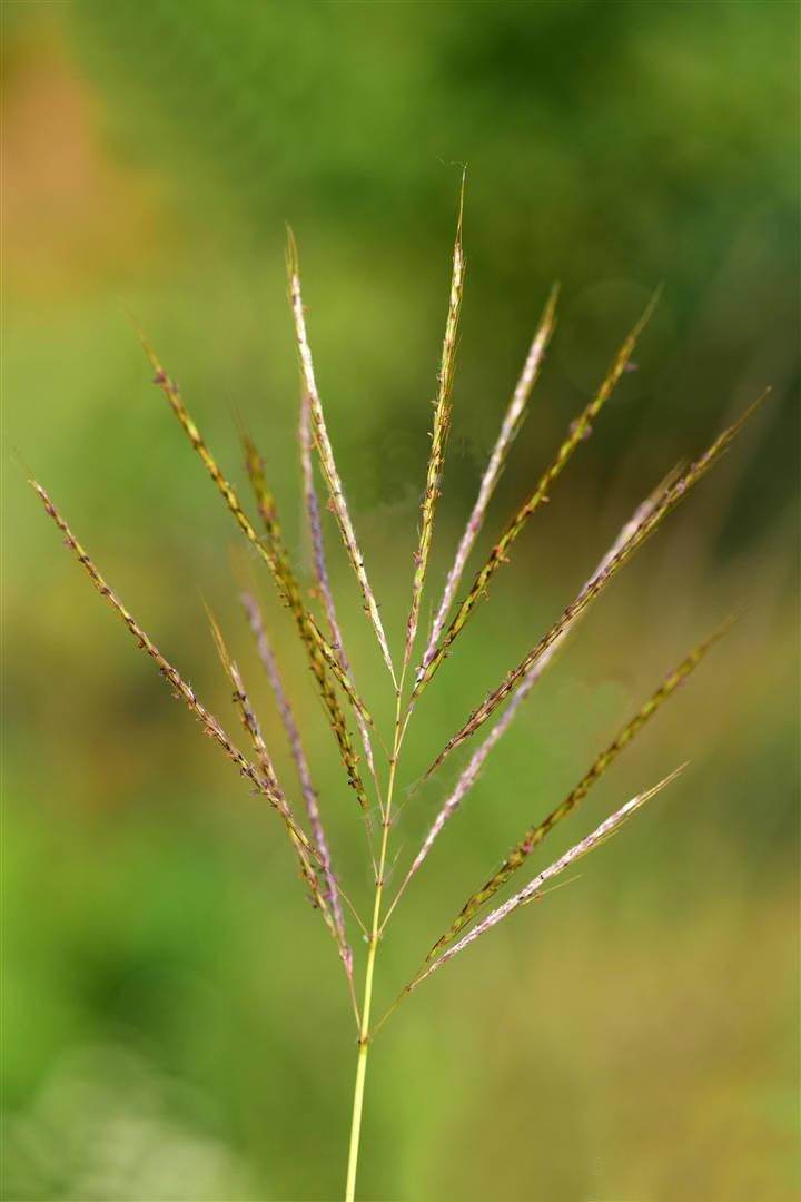 我见到的山东本土野生植物
