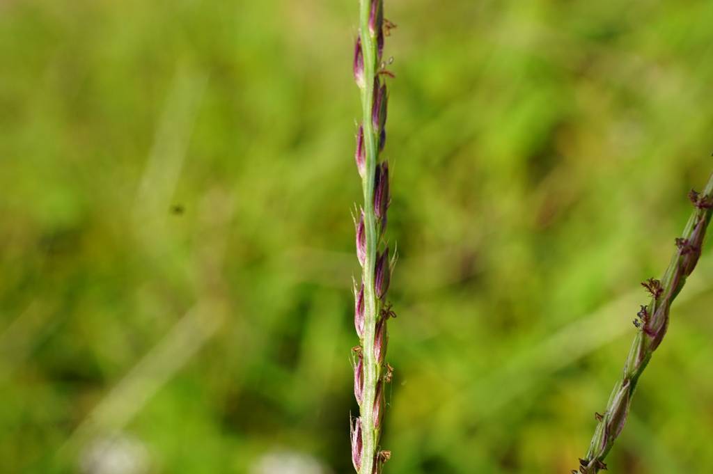 我见到的山东本土野生植物