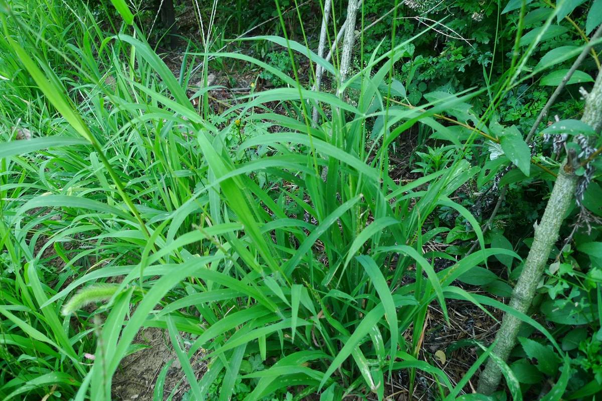 我见到的山东本土野生植物
