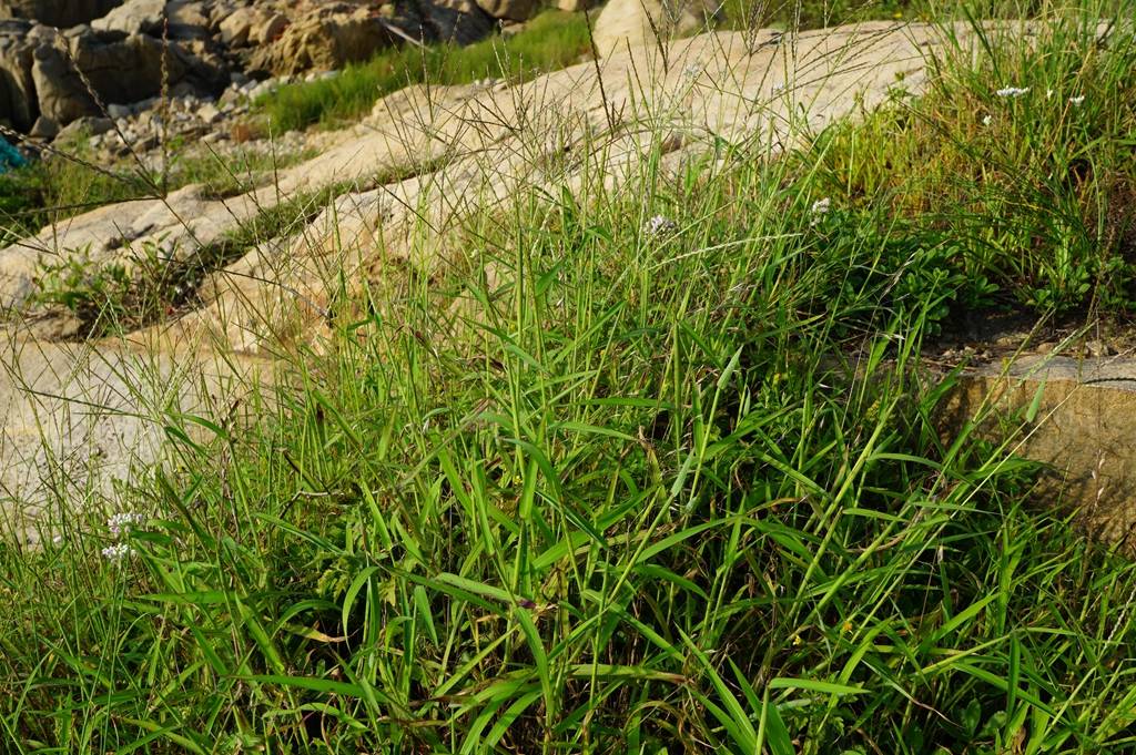 我见到的山东本土野生植物