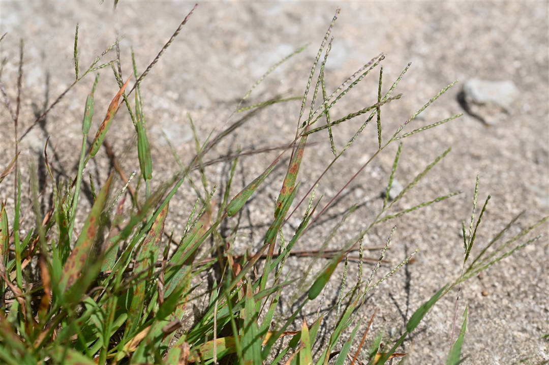 我见到的山东本土野生植物(102)止血马唐
