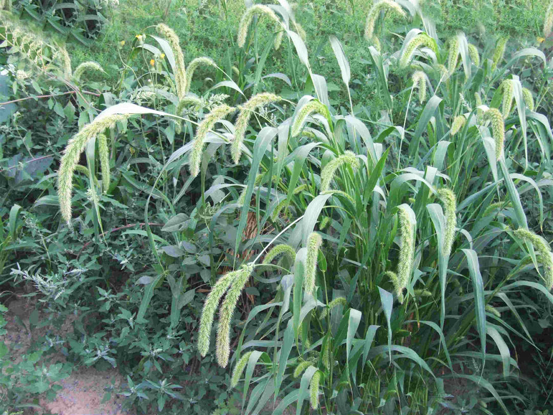 我见到的山东本土野生植物