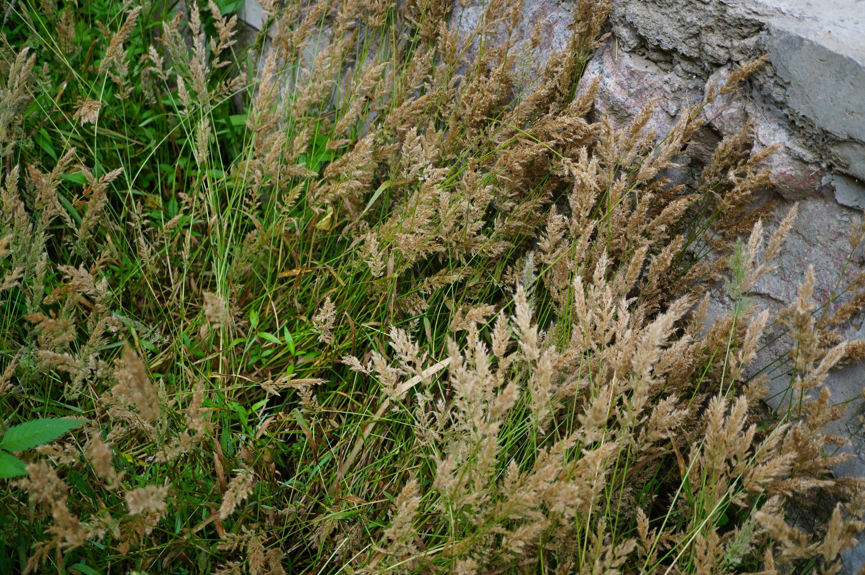 我见到的山东本土野生植物