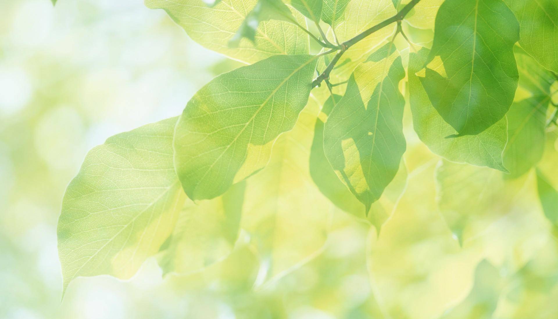 背景 壁纸 绿色 绿叶 树叶 植物 桌面 1920_1100
