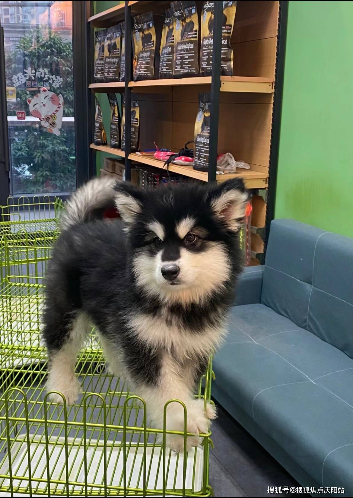 常州买阿拉斯加犬首页网站(常州新北区)阿拉斯加犬什么价格