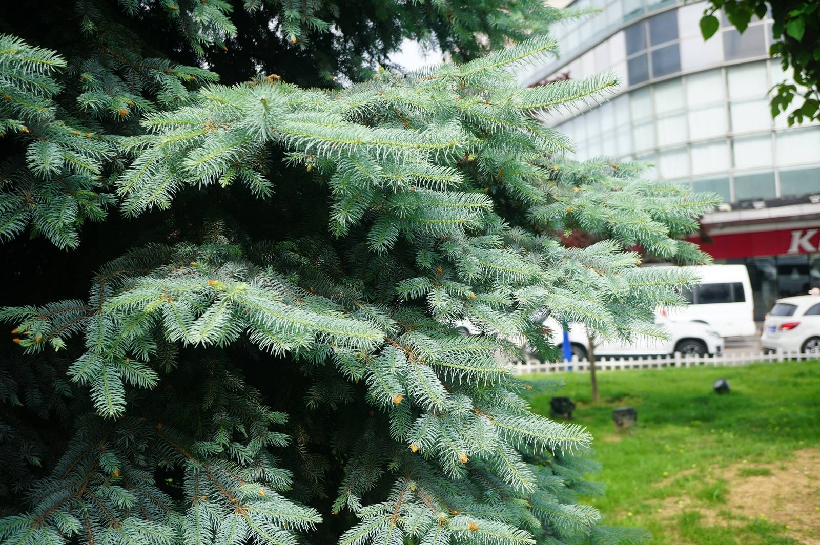 我见到的山东本土植物和园林栽培植物(44) 青扦(栽培)
