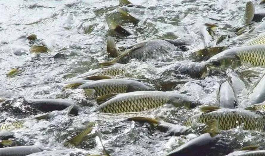 不到半年时间,鲶鱼的价格由原来的8元一斤,直接飙涨到12元一斤,即使