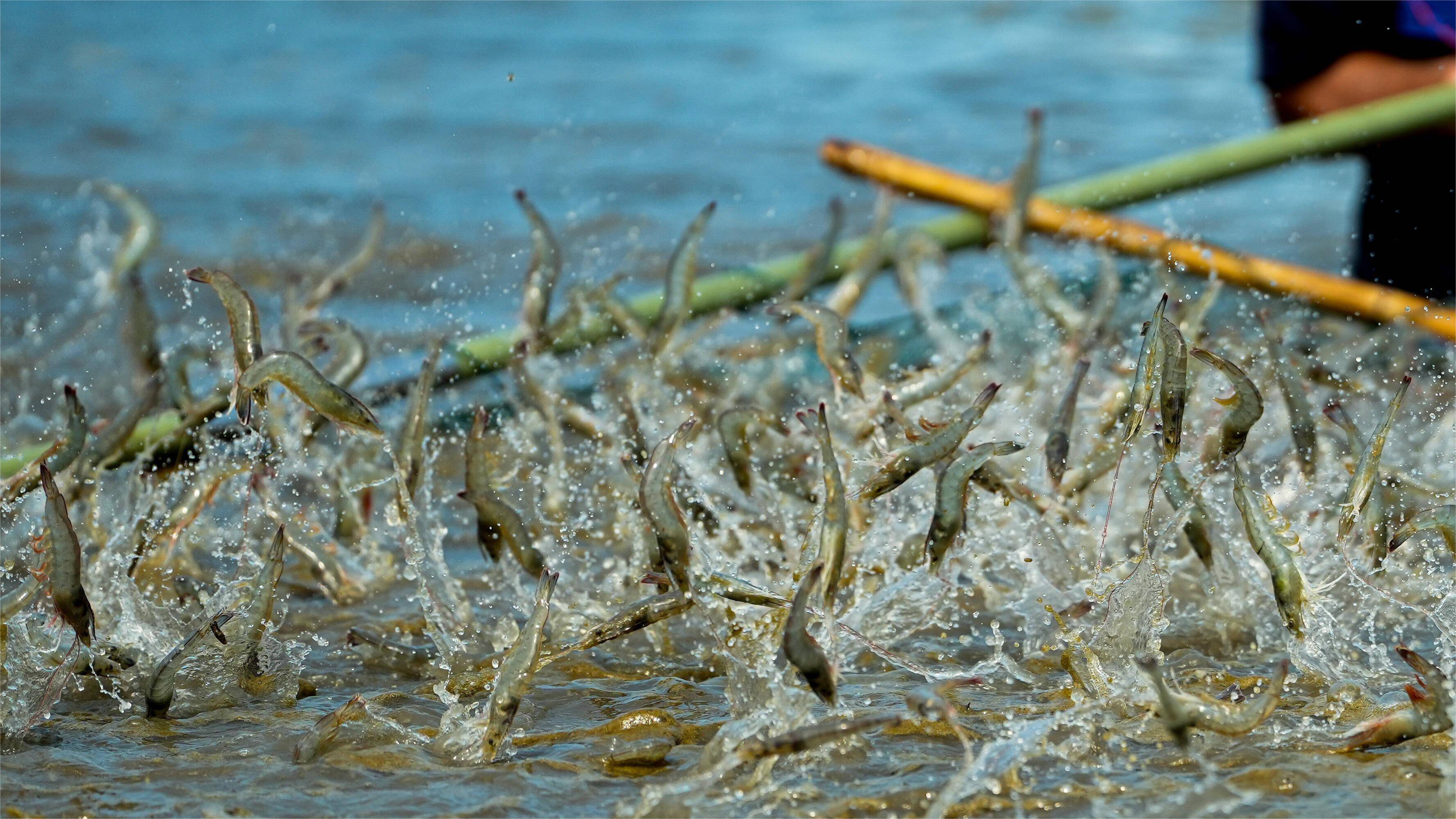 虾塘ph值偏高怎么办?养殖池塘ph值持续偏高?调节方法其实很简单