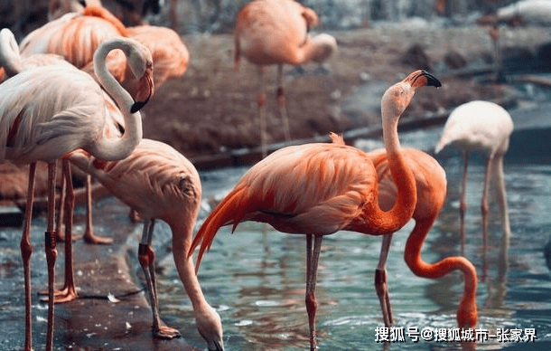 带你玩转北京动物园,旅游攻略干货!