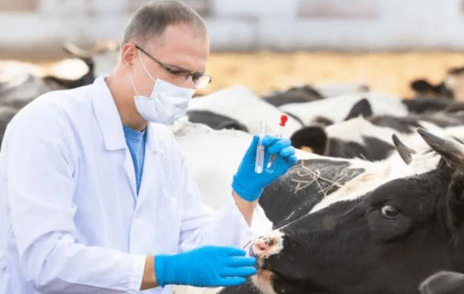 比利时蓝牛:体型巨大,一天能长3斤,外国争着养,我国却很少见