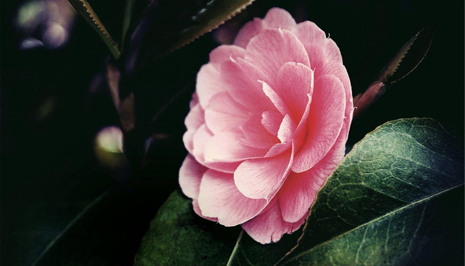 被人算计后,最聪明的做法是处理好四件事_小人_对方_一个人