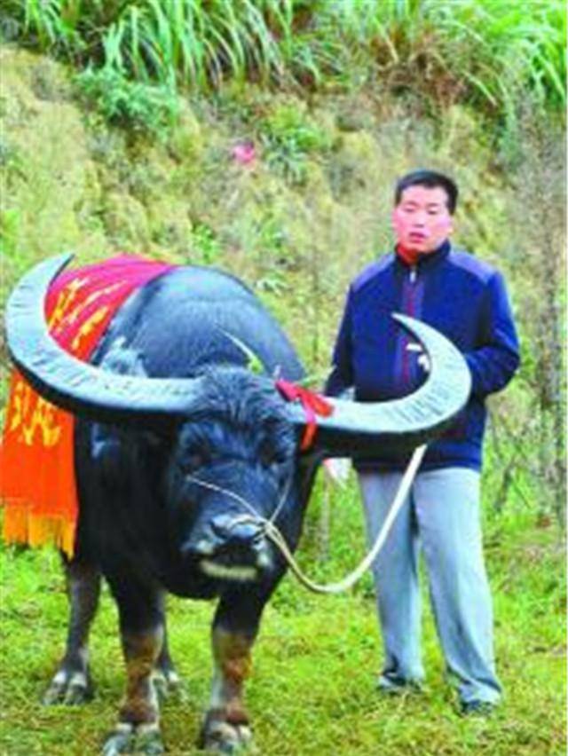 27岁"牛王"去世,500人赶来为它送葬,生前为主人挣13万奖金_斗牛_动物