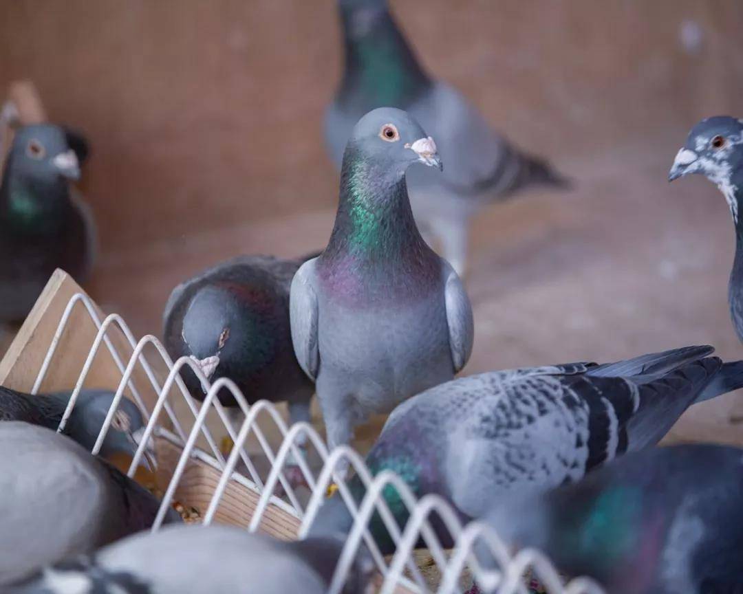 种鸽的饲养方法和管理_鸽子_繁殖_饲料