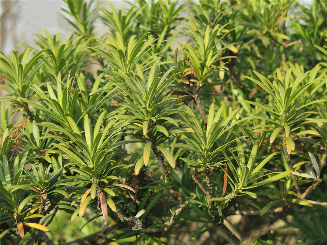 我见到的山东本土植物和园林栽培植物