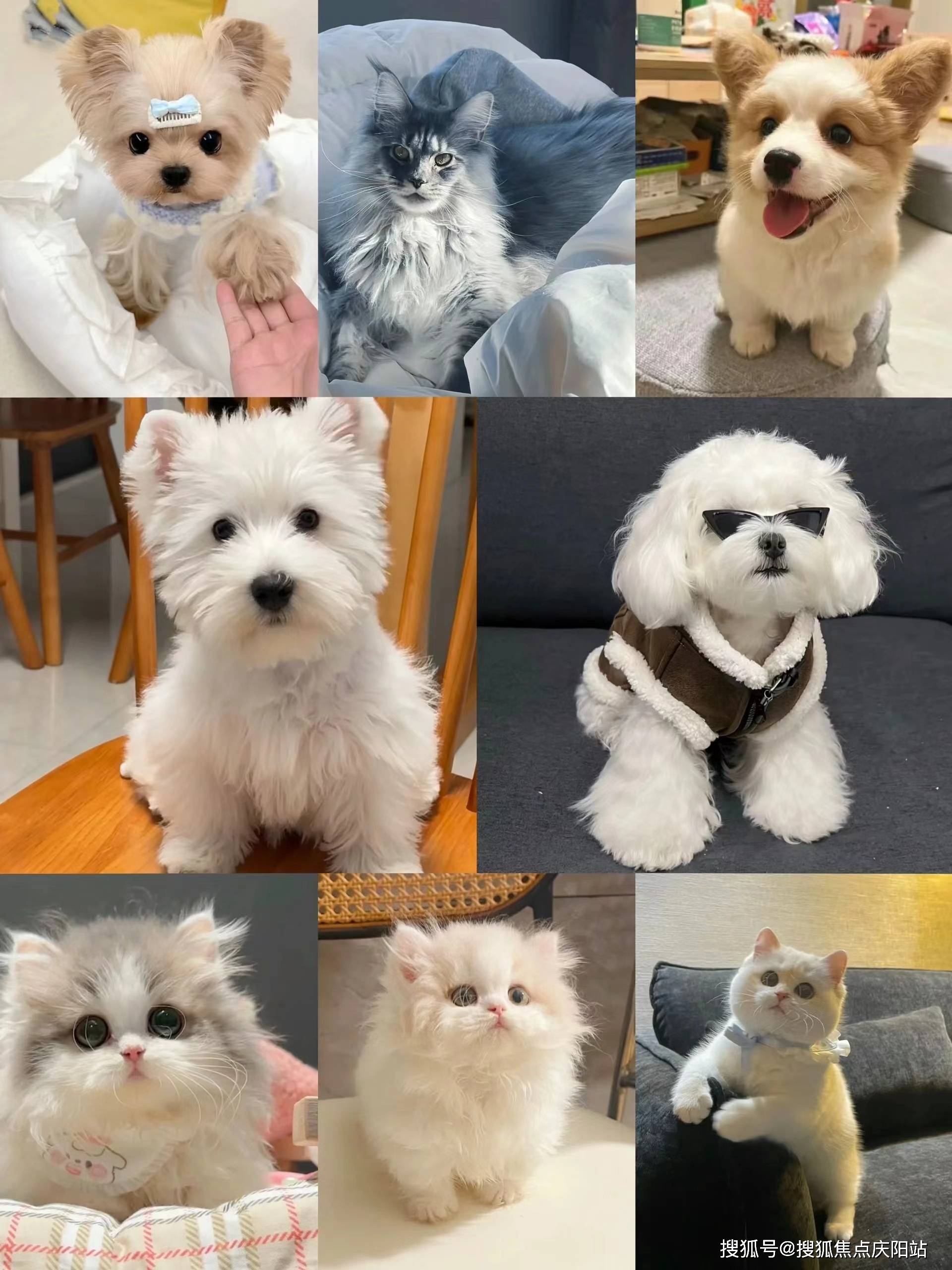 济南历城区柯基犬在哪里买靠谱又便宜丨济南买柯基犬首页网站