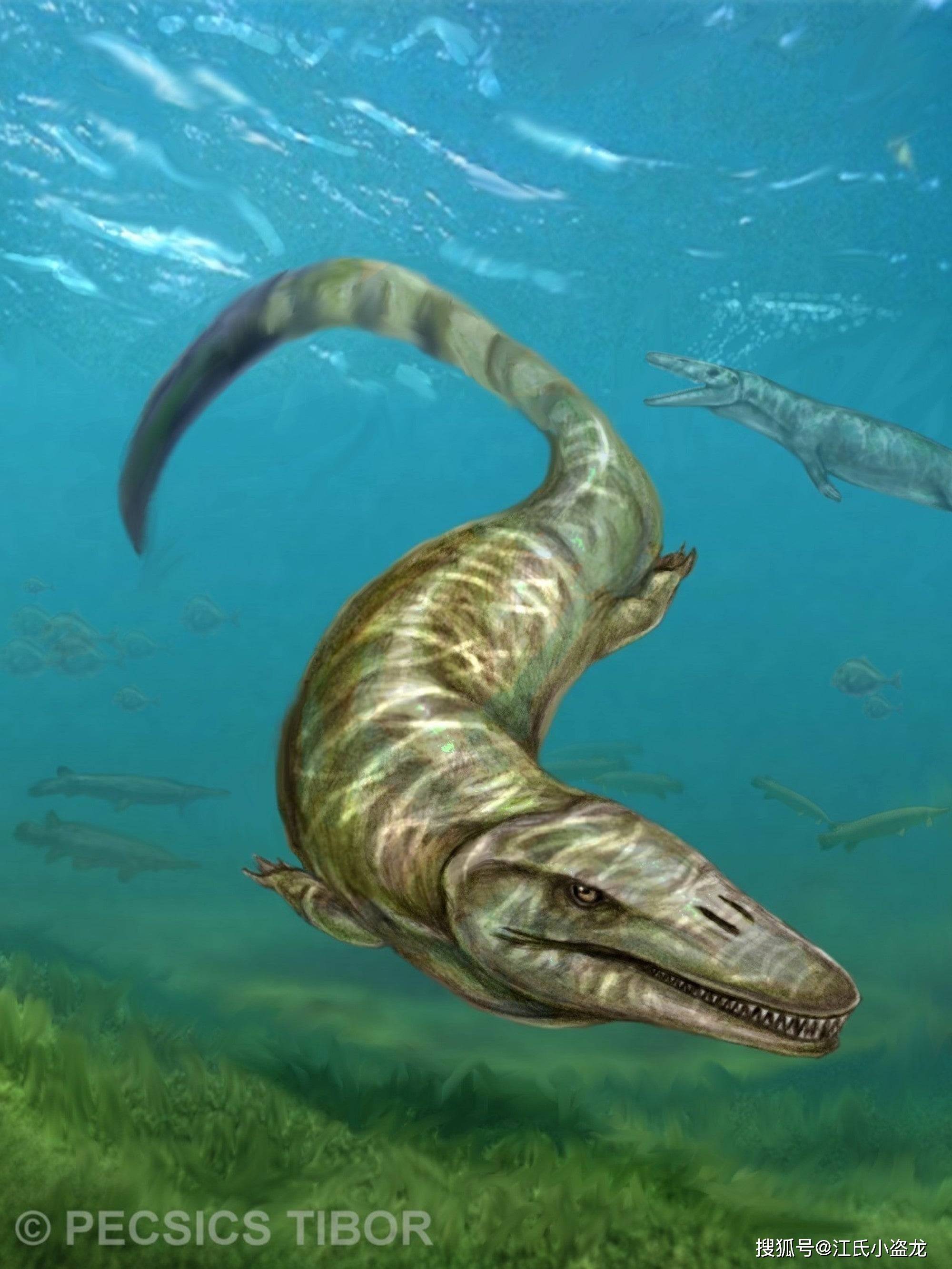 潘诺尼亚龙_龙的_化石