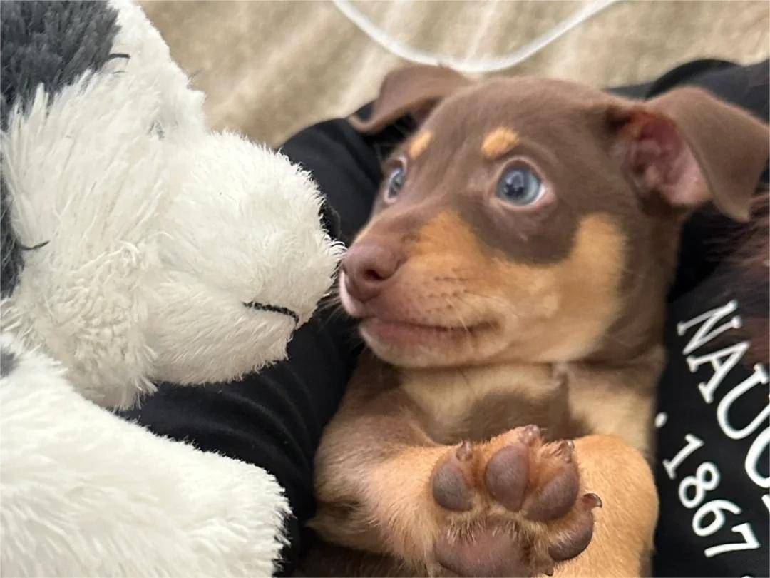 普安特兽药科普:饲养一只小鹿犬,你需要注意这些问题