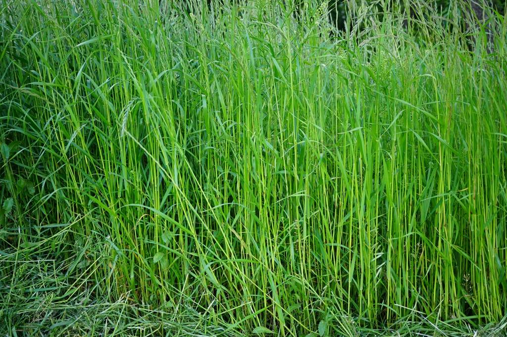 我见到的山东本土植物和园林栽培植物(184)多花黑麦草