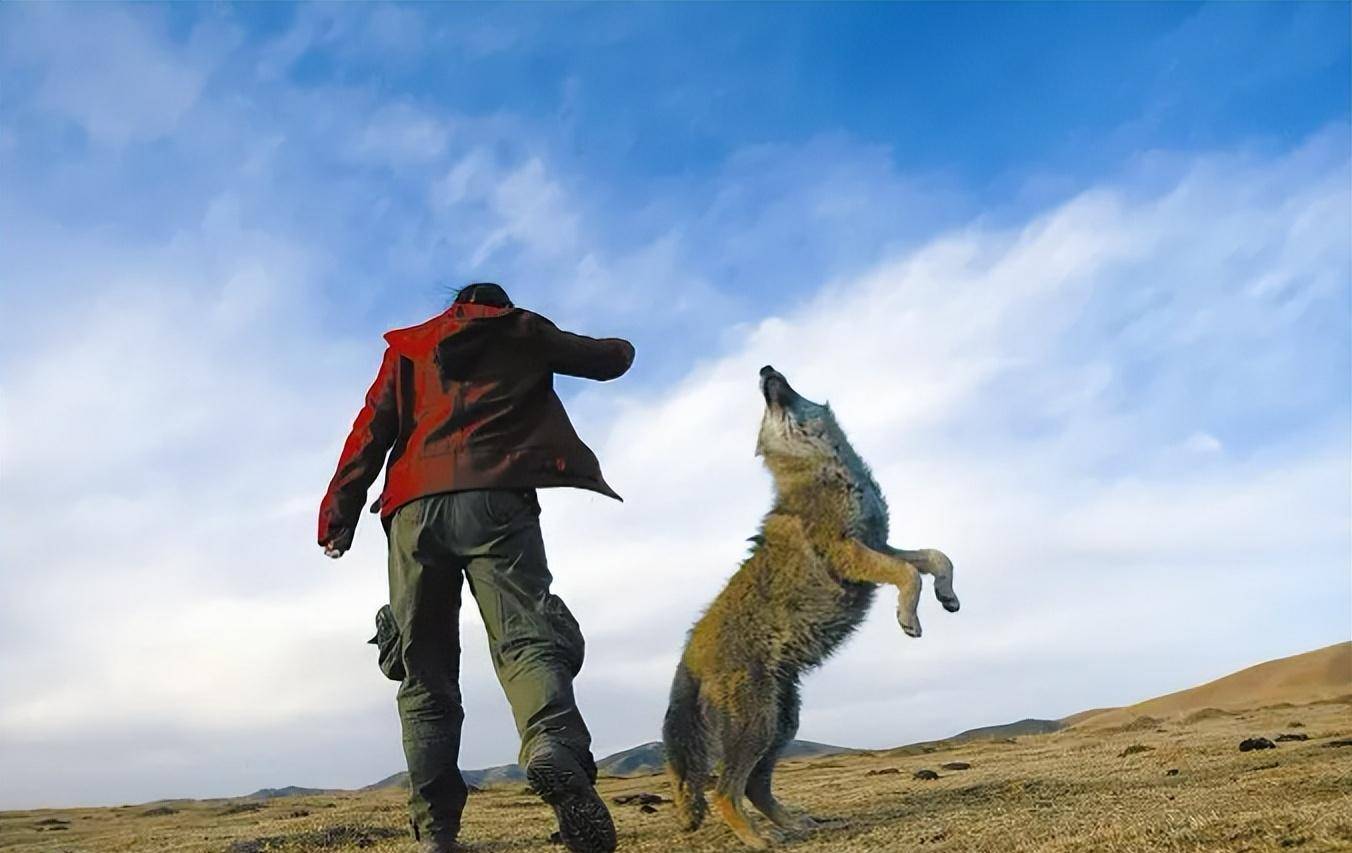 格林作为草原狼天生就会打洞,他刨出了能刚好容纳自己身体的坑洞之后