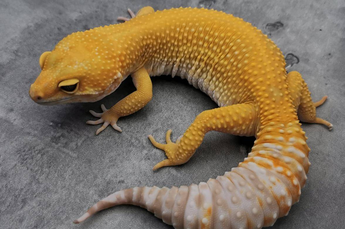 首先,守宫制作守宫砂前,需要喂食3斤朱砂,可壁虎是以昆虫为食,根本不