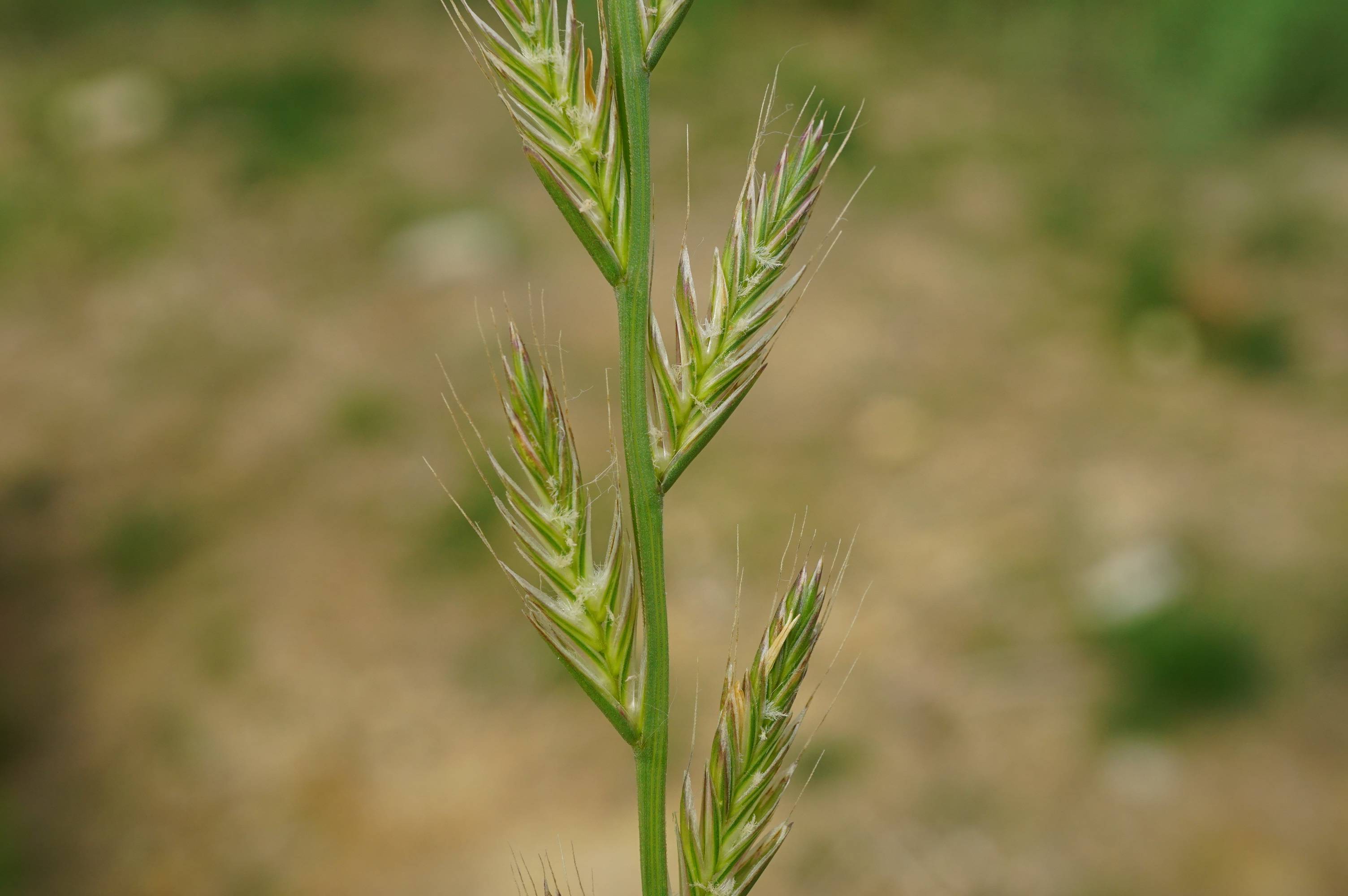我见到的山东本土植物和园林栽培植物(184)多花黑麦草