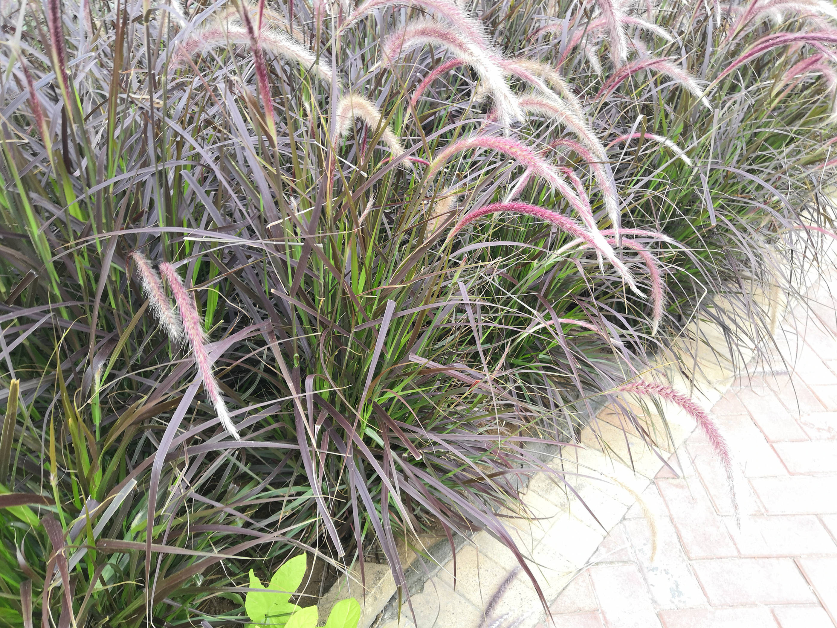 我见到的山东本土植物和园林栽培植物(186)牧地狼尾草