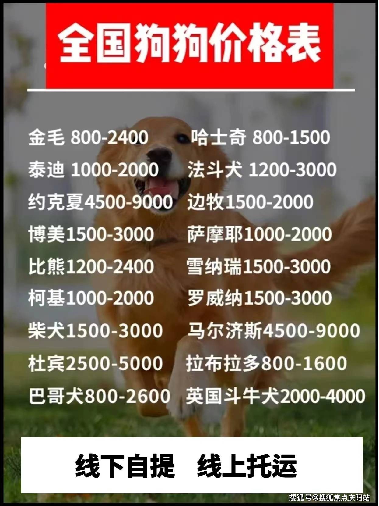 昆明官渡区买蓝金猫什么价格【昆明福安家猫犬舍】欢迎您