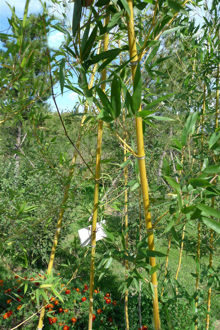 我见到的山东本土植物和园林栽培植物(198)黄竿京竹(栽培)