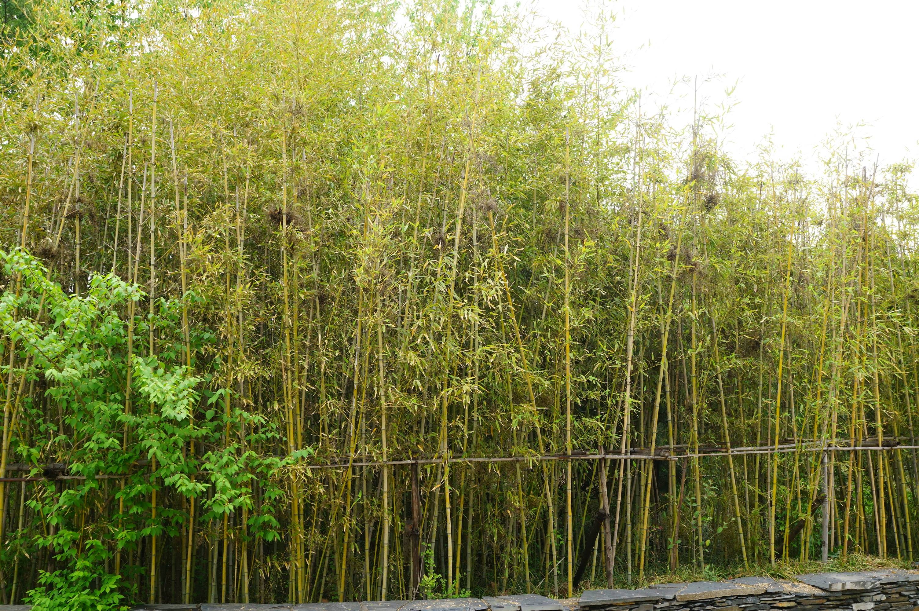 我见到的山东本土植物和园林栽培植物