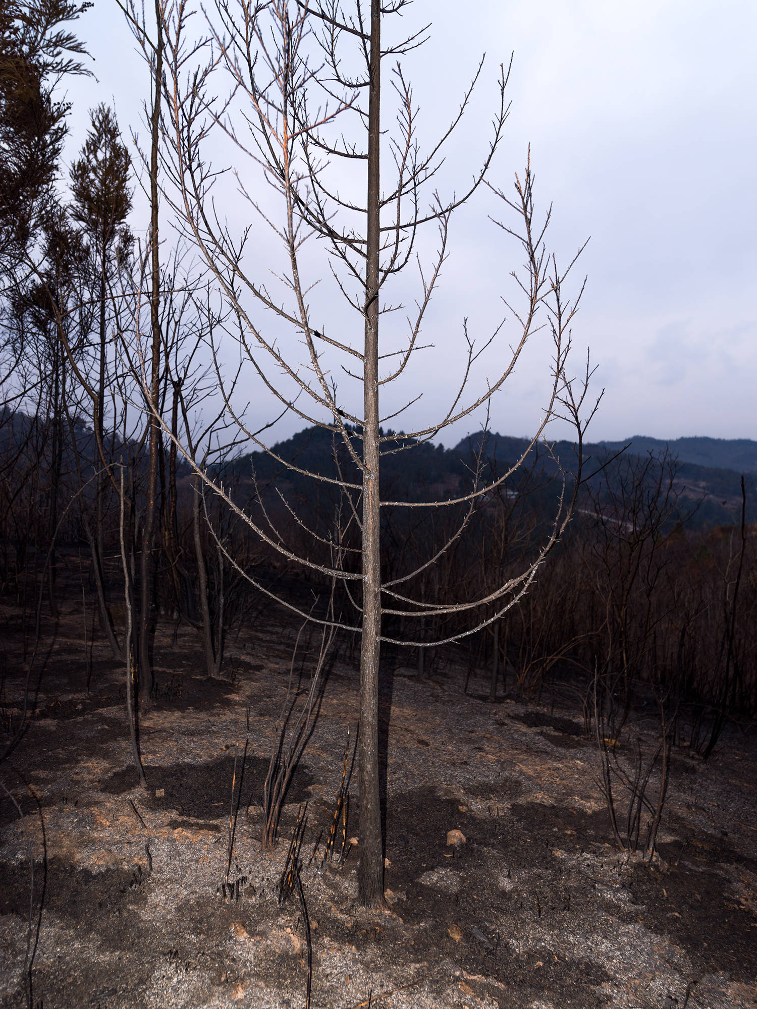 山火后千亩山林被毁 村民无法采松茸维生_雅江县_火灾_植物
