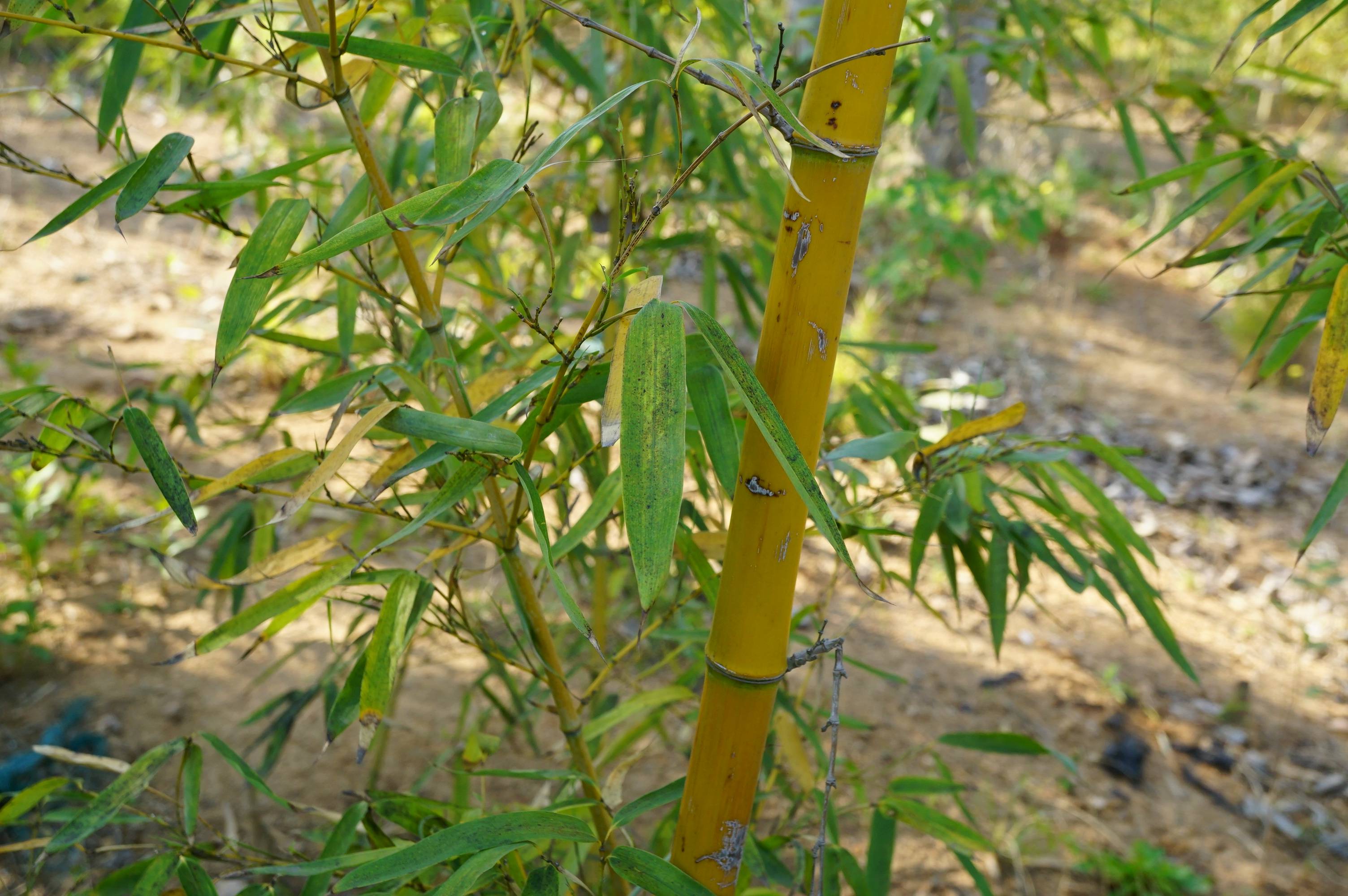 我见到的山东本土植物和园林栽培植物(201)金竹(栽培)