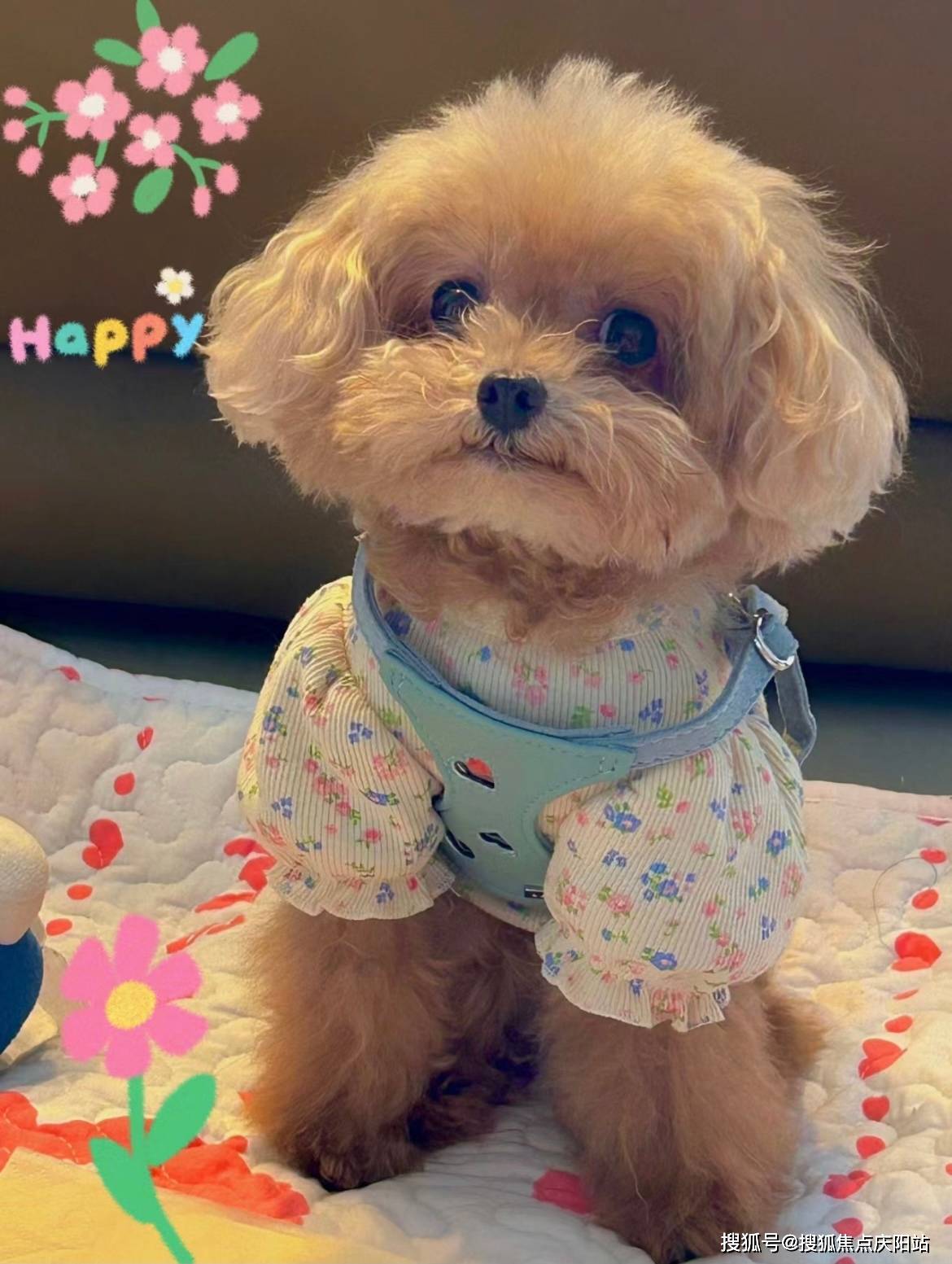 南昌买泰迪犬首页网站(南昌红谷滩区)买泰迪犬的地方