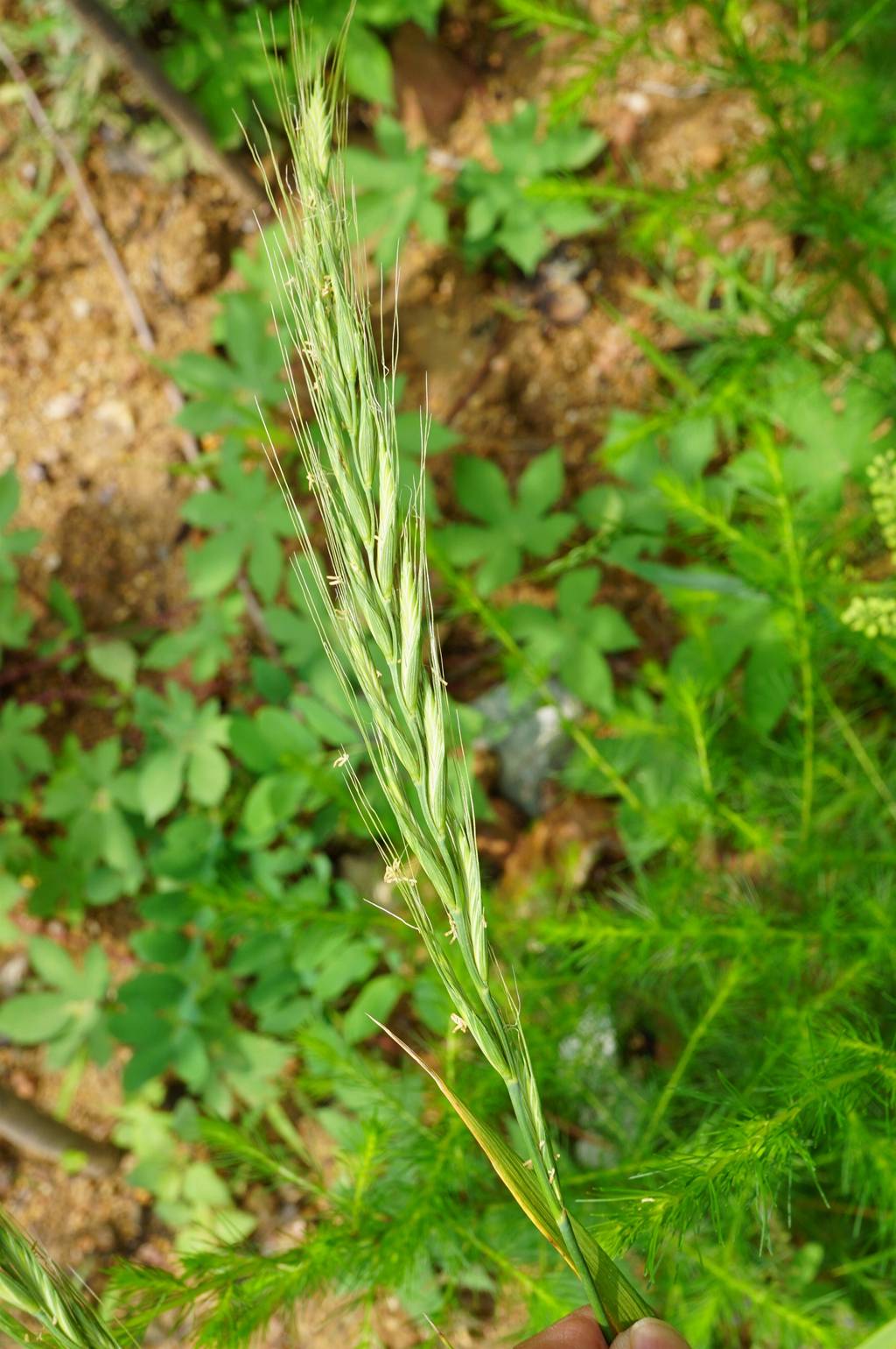 我见到的山东本土植物和园林栽培植物(176)东瀛鹅观草