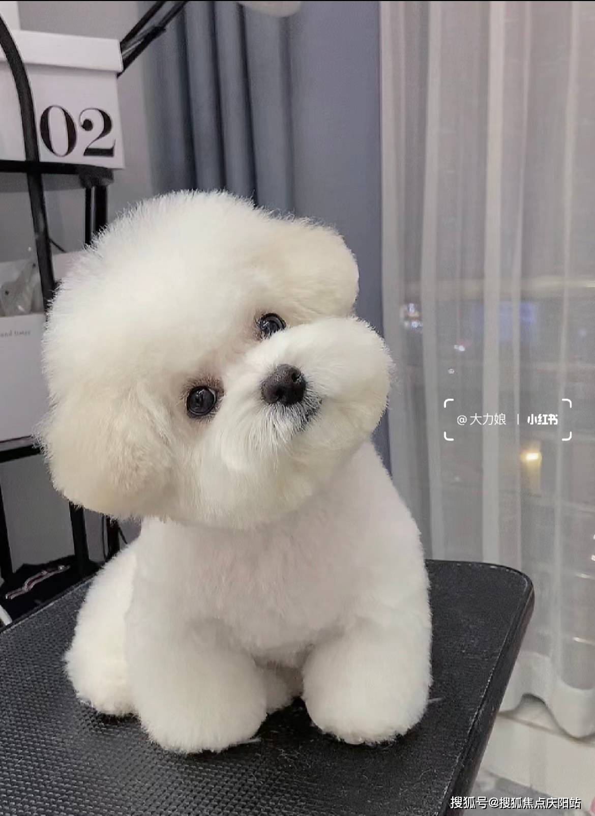 厦门买比熊犬首页网站(厦门思明区)买比熊犬的宠物店哪家口碑好