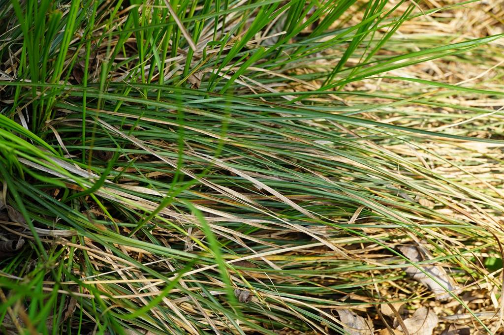 我见到的山东本土植物和园林栽培植物