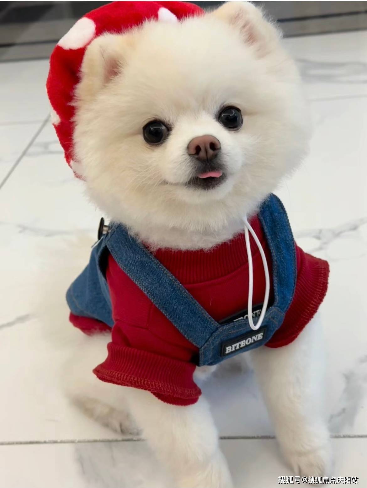 福州买博美犬首页网站(福州苍山区)博美犬什么价格