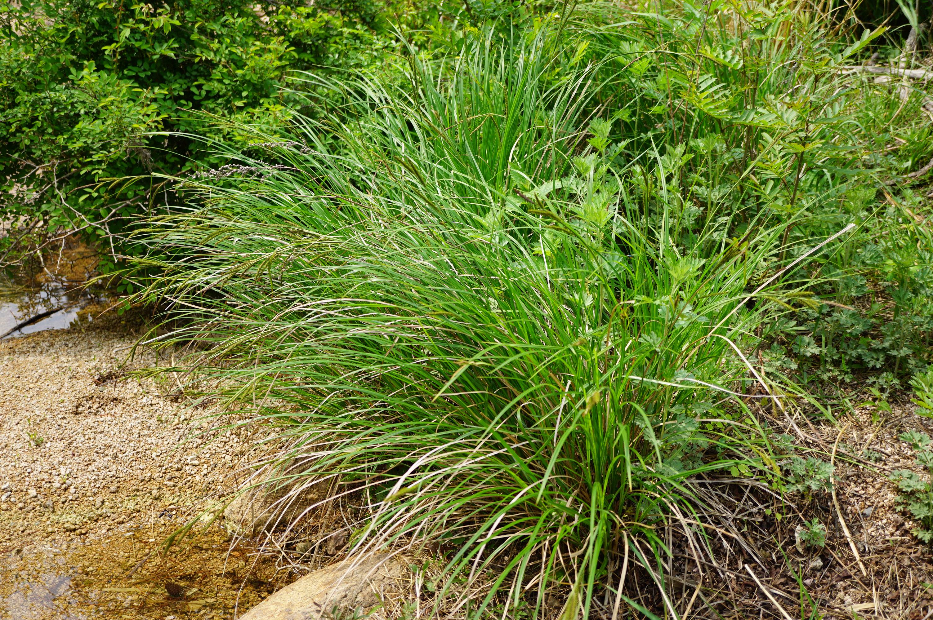 秆紧密丛生,高40-90厘米,三棱形,粗糙,基部叶鞘无叶片,黄褐色,稍有