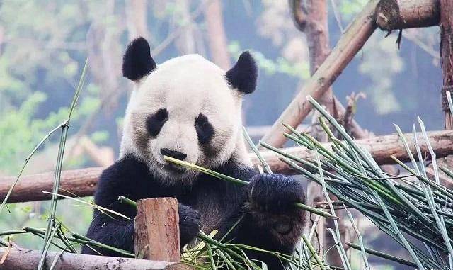 "战斗"熊猫别看现在熊猫天天在动物园里吃竹子,抱大腿,没事卖个萌,爬