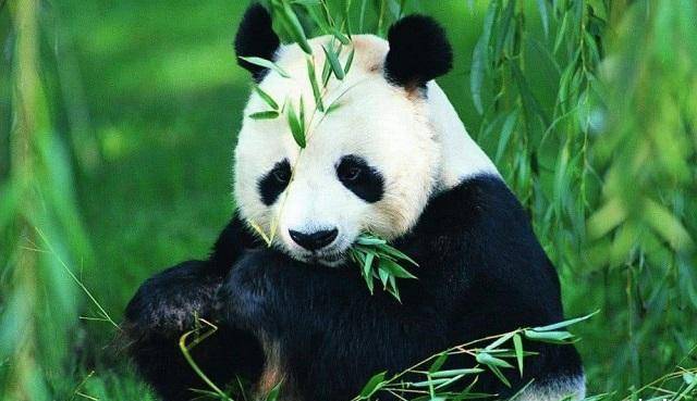 前不久,一则新闻激起网友的愤怒:大熊猫"禄禄仔"被绳子绕颈造成窒息