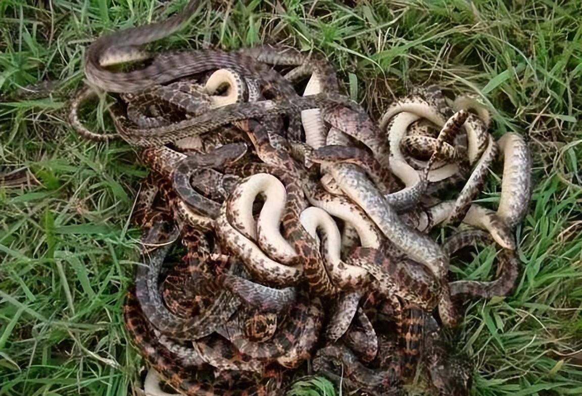 2018年山西闹蛇灾,数百条蛇一夜暴毙,两名专家在石缝中找出答案