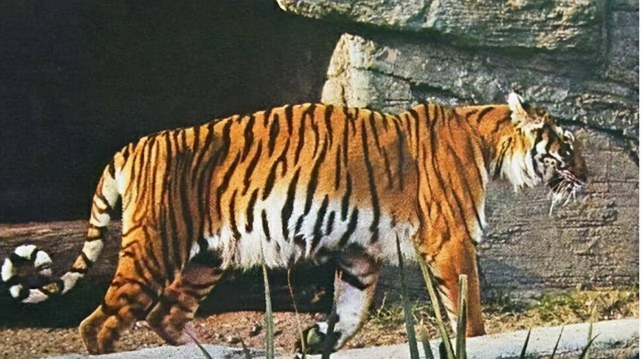 倘若老虎灭绝,对人类的影响到底有多大?新疆虎的教训不要忘了